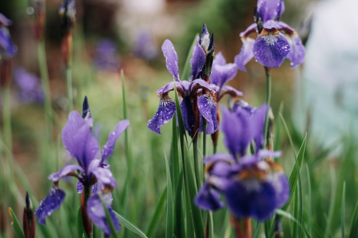 Bog Plants - Blue Flag Iris
