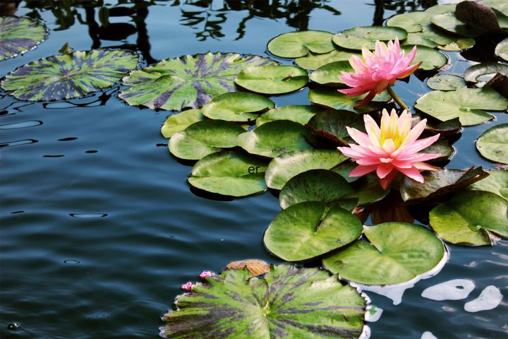 Deep Marginal Pond Plants - Water Lily