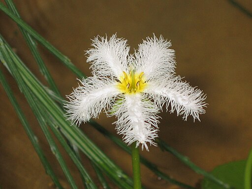 金銀蓮花 Nymphoides indica -香港公園 Hong Kong Park- (9237476531)
